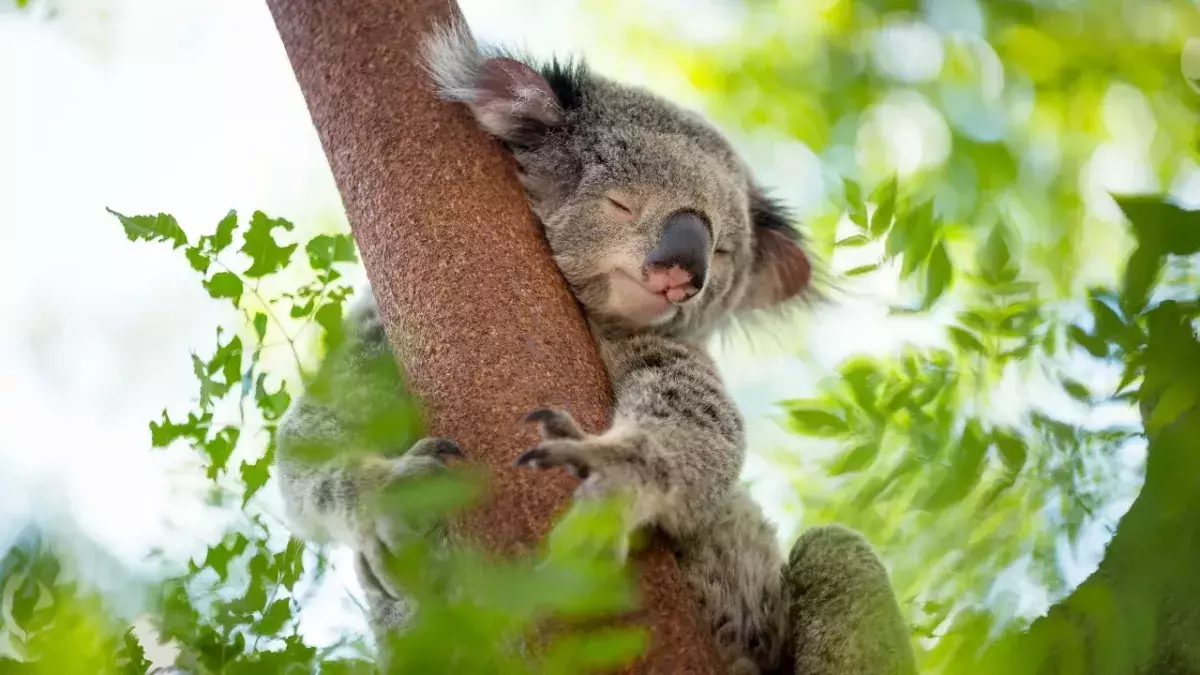 Koalas 