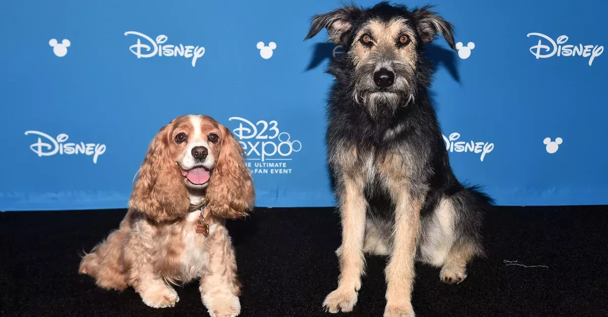 Lady and the Tramp