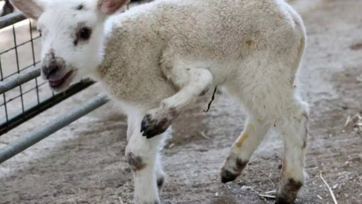 This lamb birth is one in a million for a unique reason