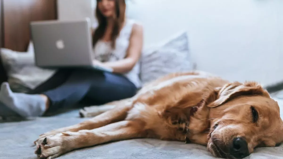 leaving dog alone at home