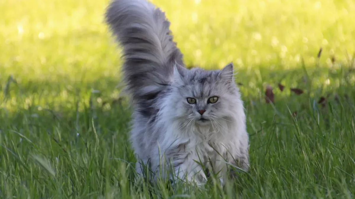 Is letting my cat roam outside worth the risks?