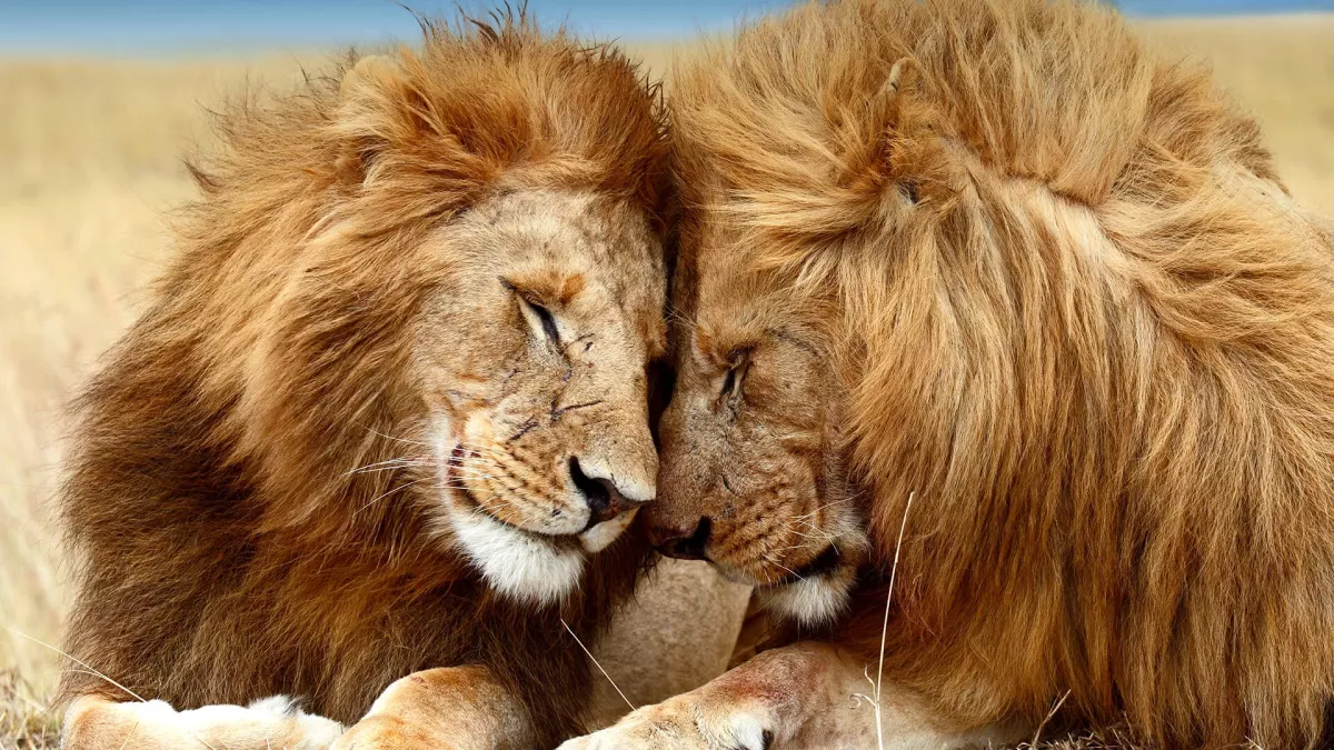 lion