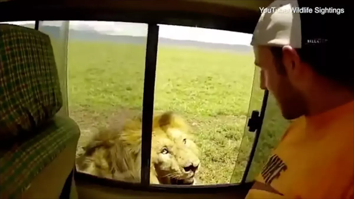 Lion