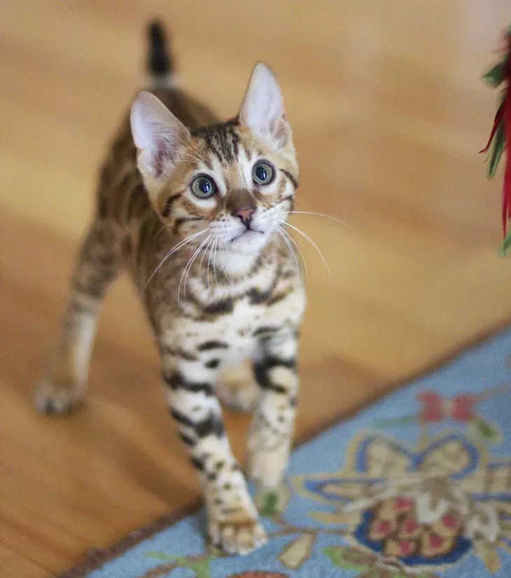 A little Bengal kitten