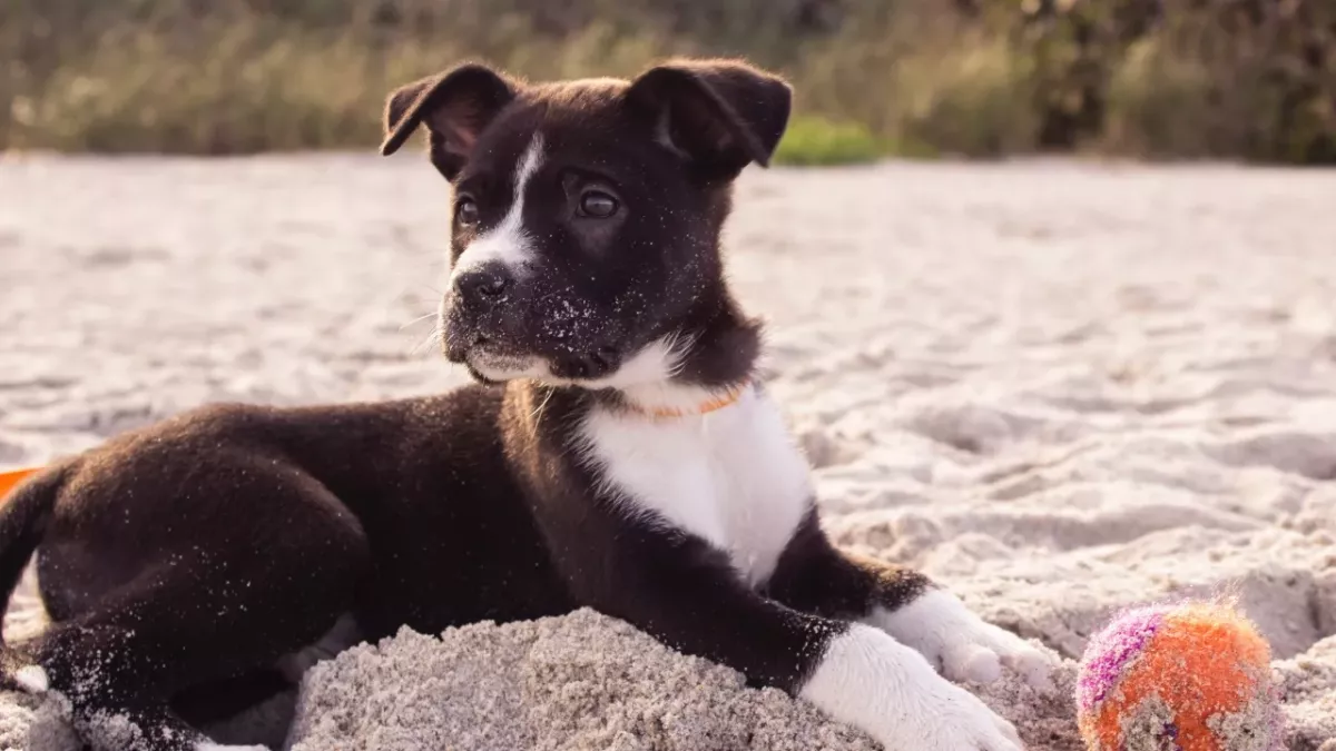 This little dog got lost and travelled dozens of miles to find a forever home 
