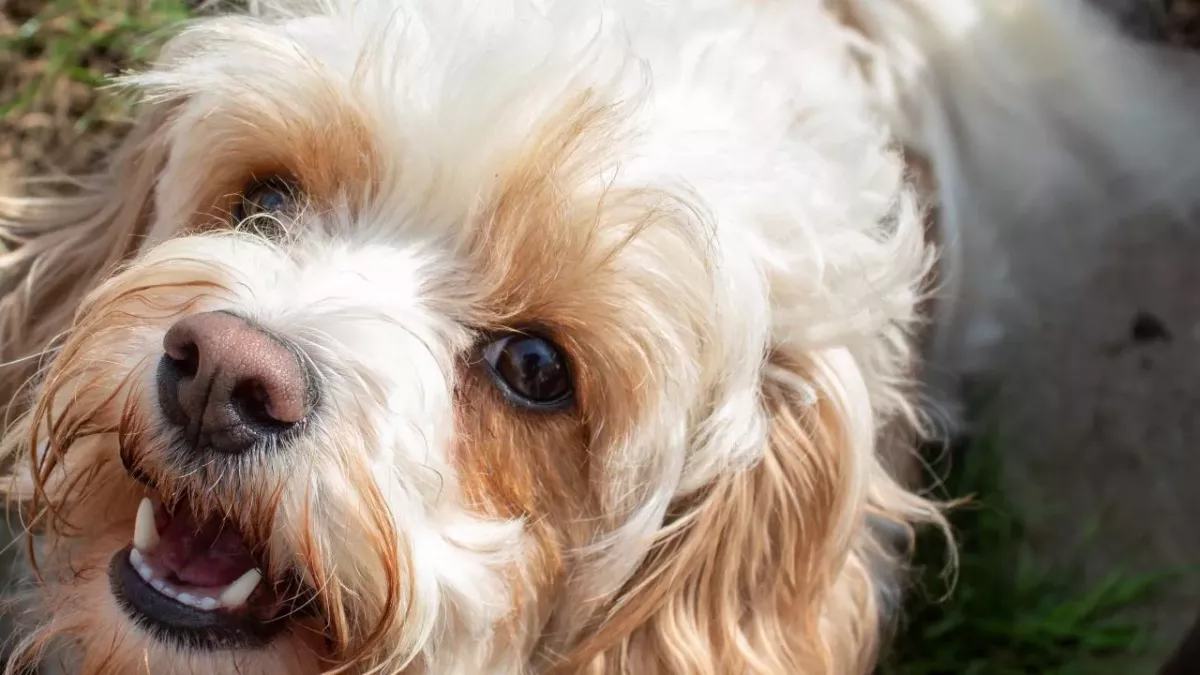 This little dog had to be rushed to a vet after scoffing an entire plate of coronation chicken sandwiches