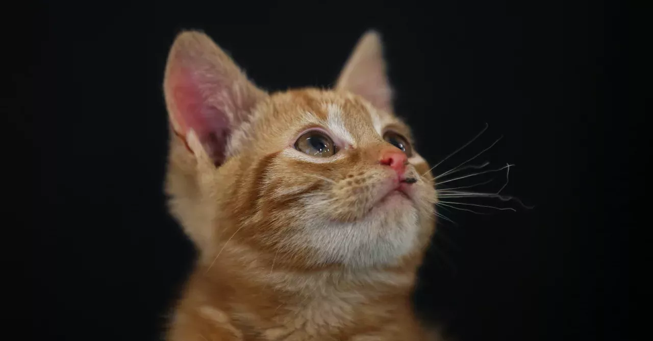 Little ginger kitten