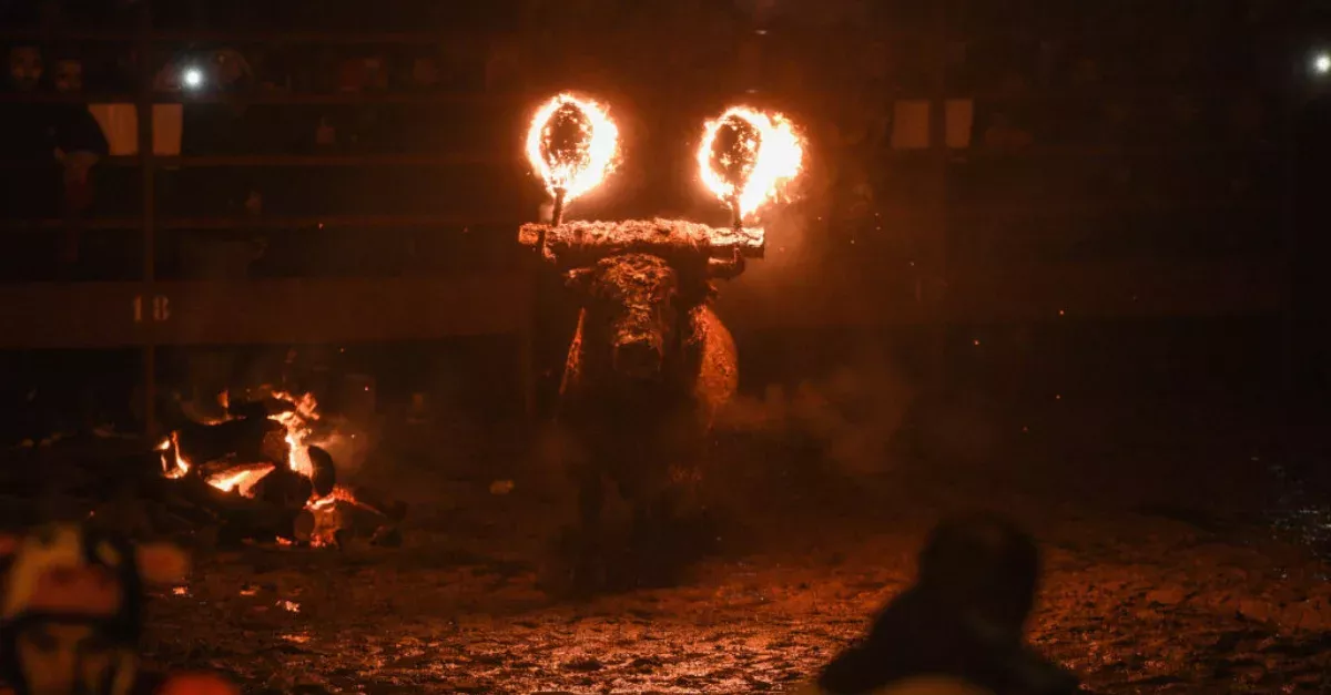Live Bulls Are Set Alight