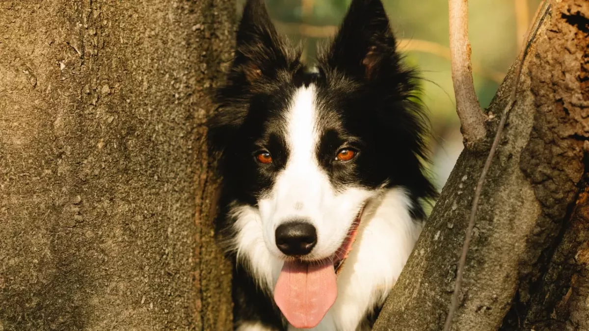 This lonely dog spent over 2000 days in the shelter waiting for a forever home