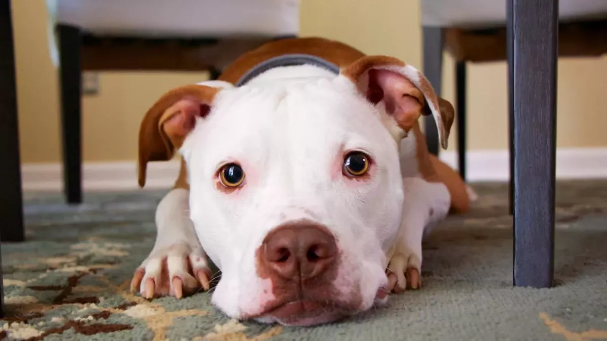 This lucky dog experienced something no less than a miracle