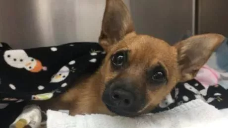 Lucky, the dog who swallowed heroin and was later saved.