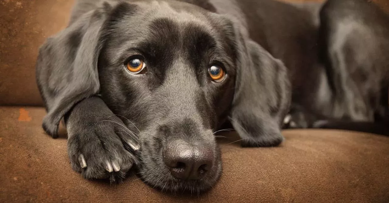 Man's best friend