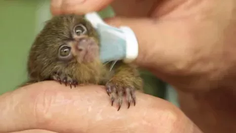 marmoset