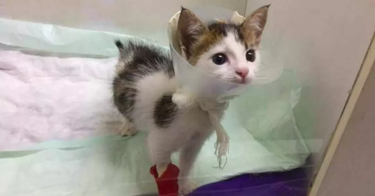 Martyr the kitten
