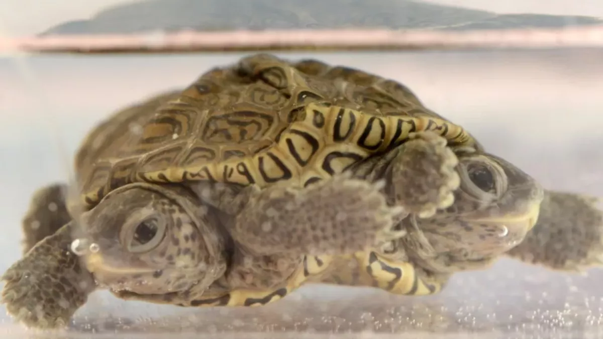 Meet Mary-Kate and Ashley, the two-headed turtle with six legs.