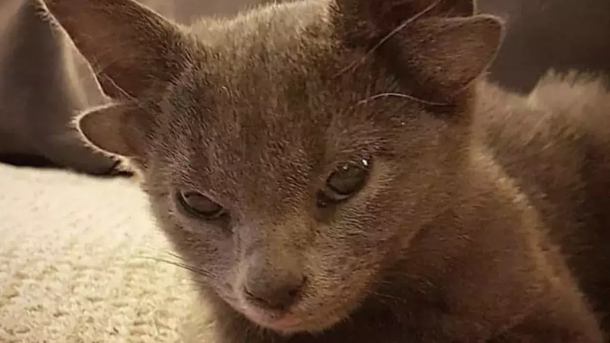Meet the mutant kitten with four ears who has become an internet sensation