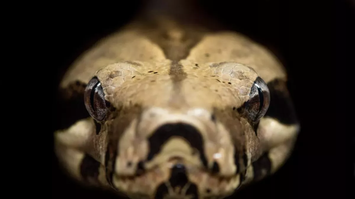 Meet Titan: The largest venomous snake in Australia that is capable of 'killing over 20 men'