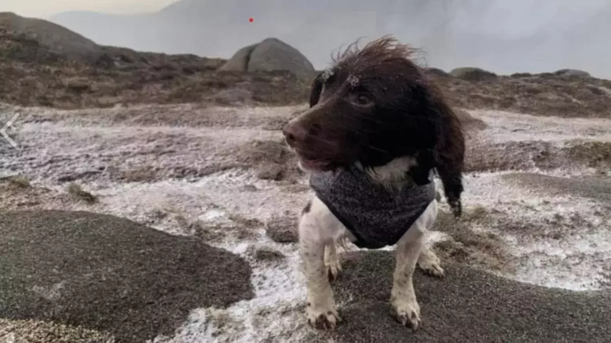 Missing dog found after a three-day search