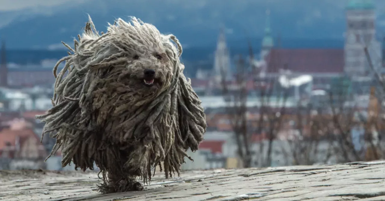 This mistreated dog's makeover will leave you stunned 
