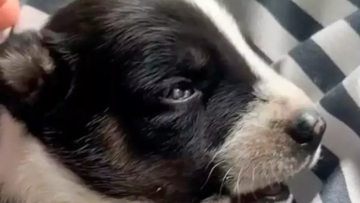 Monkey abducts two-week-old puppy holding it hostage for three days