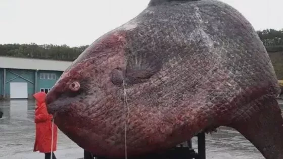 Moonfish