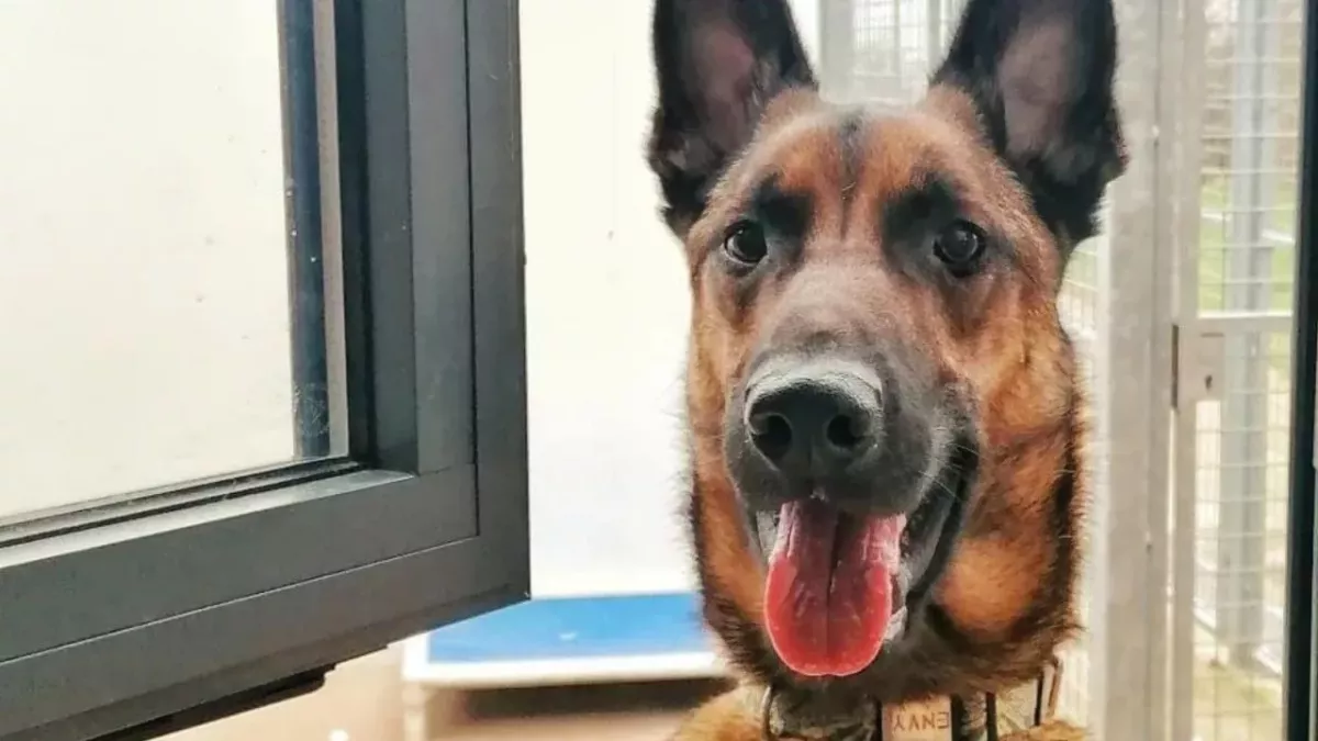 This ‘most overlooked’ dog is still hoping to find a forever home after 900 days of ignorance