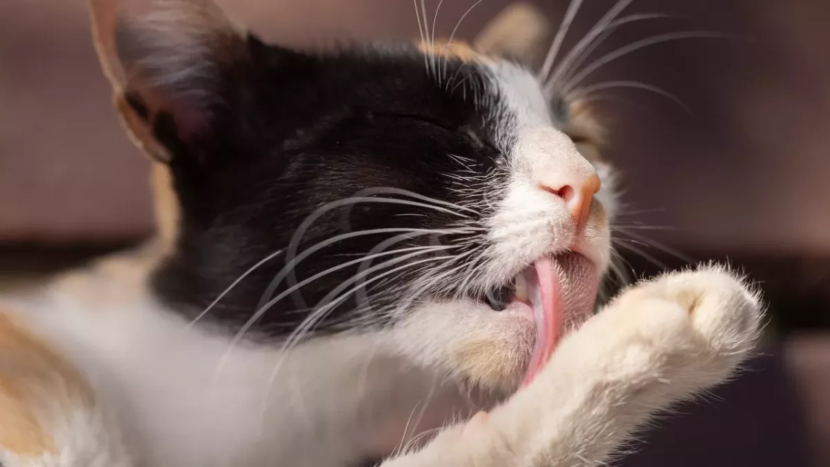 My cat is licking me. Does it think I need a bath? 