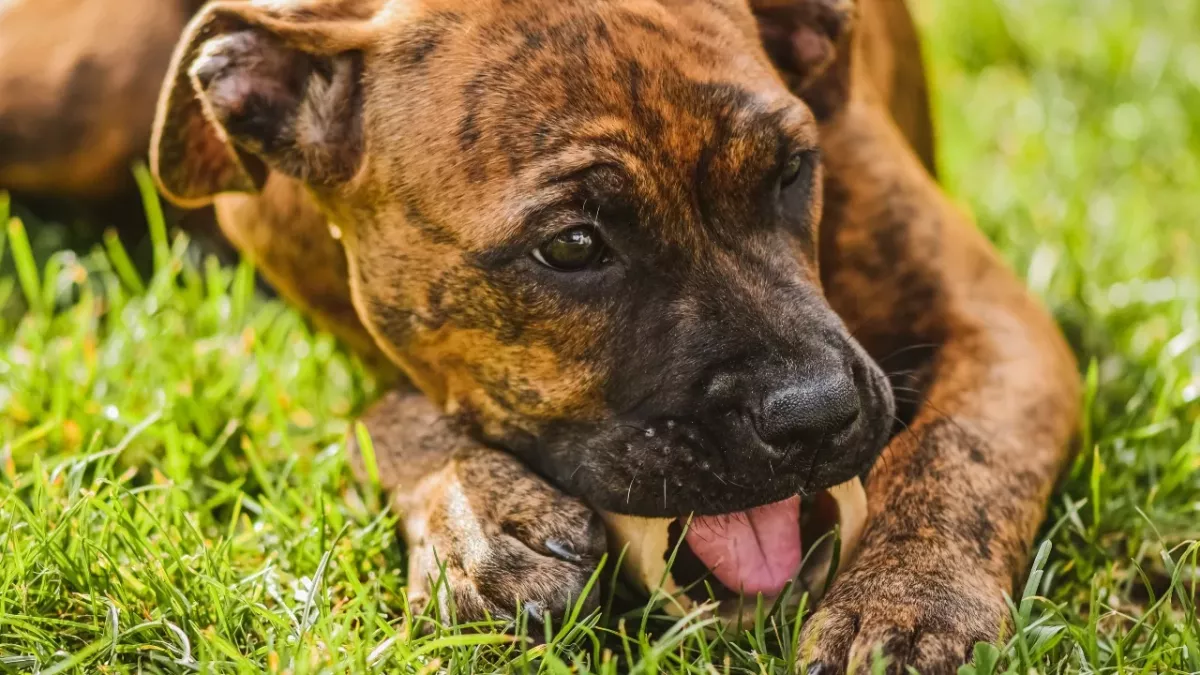My dog eats grass. Is it safe?
