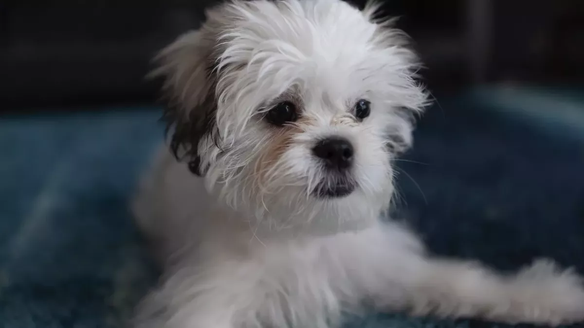 Nearly a hundred starving and abused dogs were rescued from a single house 