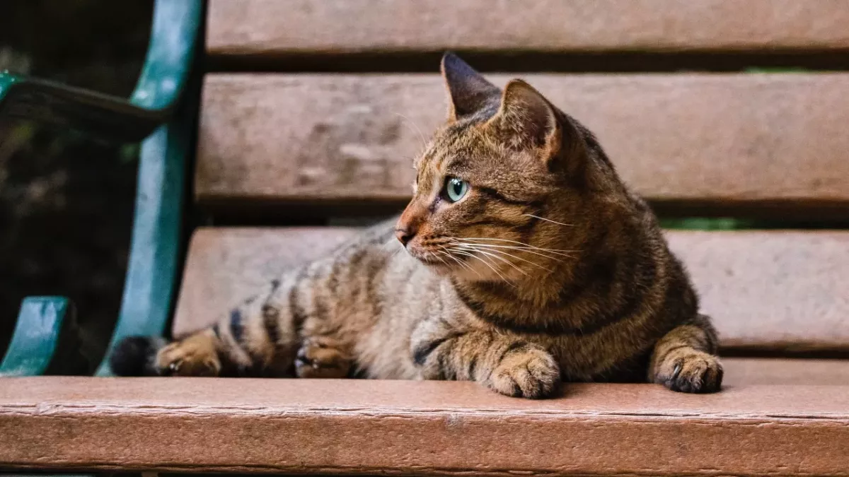 This neglected cat with a ‘one-eye loving stare’ found an amazing new home despite its special needs