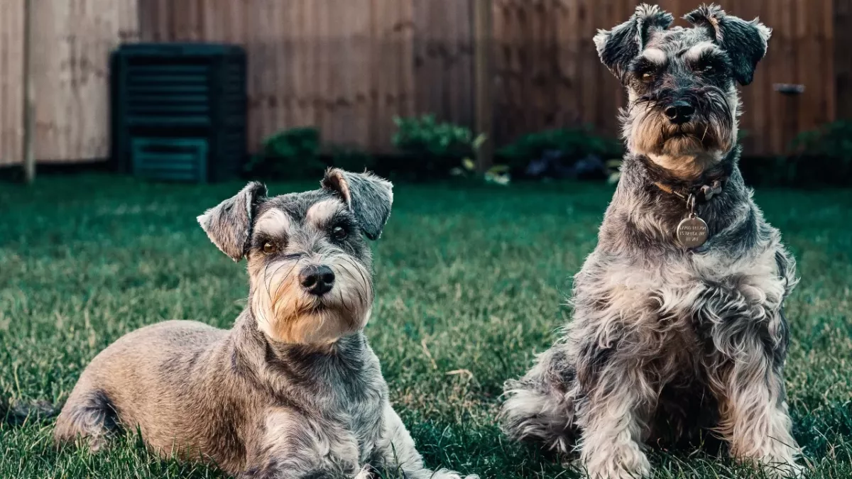 Neglected senior pups Bon Jovi and Rod Stewart suffered a lifetime of abuse and need your help
