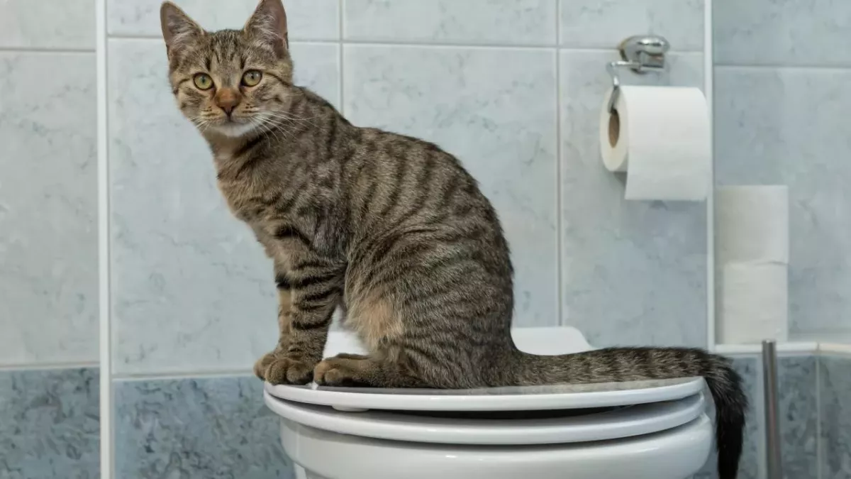 never flush pet's poo down the toilet