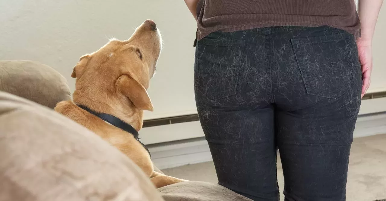 No better pairing than a white dog and black pants