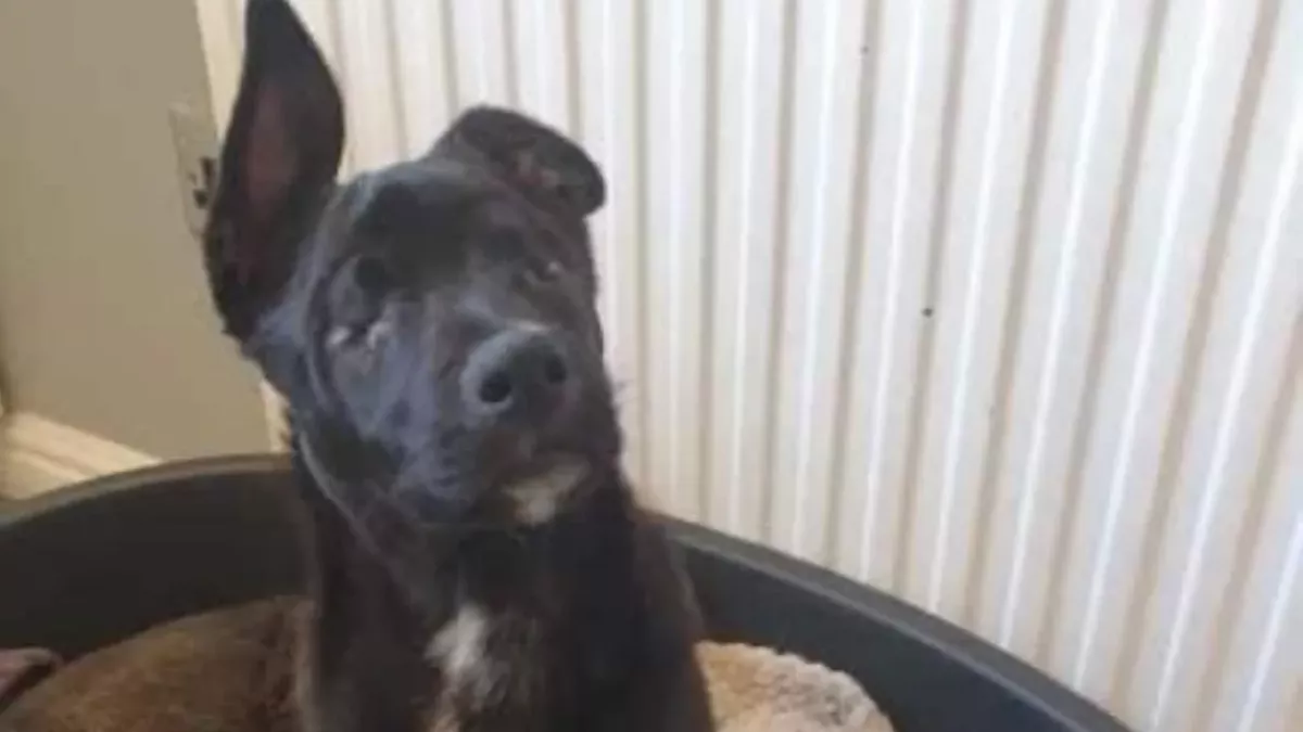 No eyed dog desperately seeks a loving home