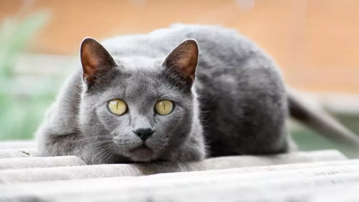 Not enjoying dead animals your cat brings you? Find out why they do it and how to make it stop 