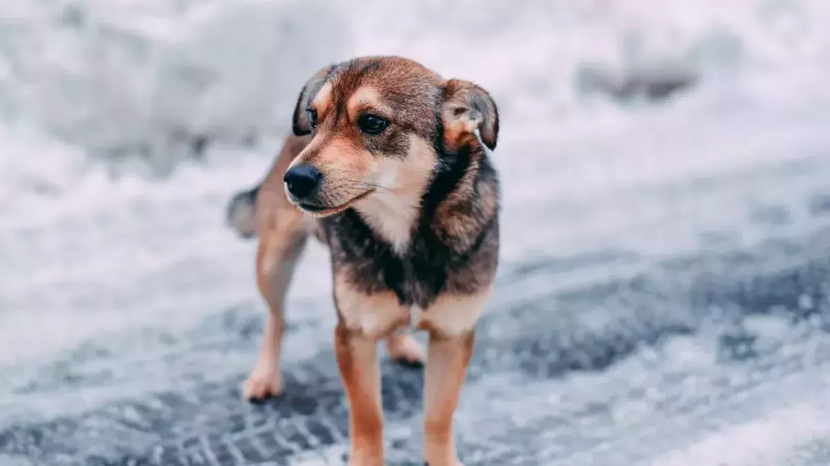 Oh! So loyal!: Stray dog refuses to leave injured pregnant dog alone
