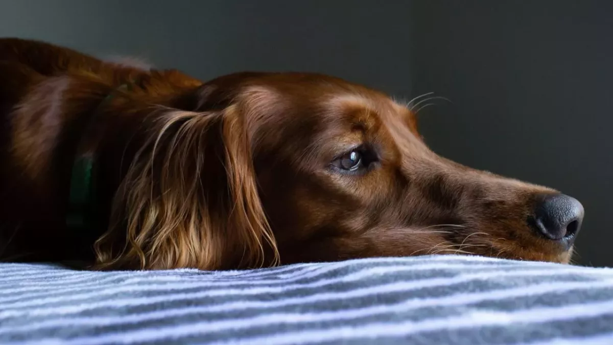 This one common legume can be lethal for your canine companion