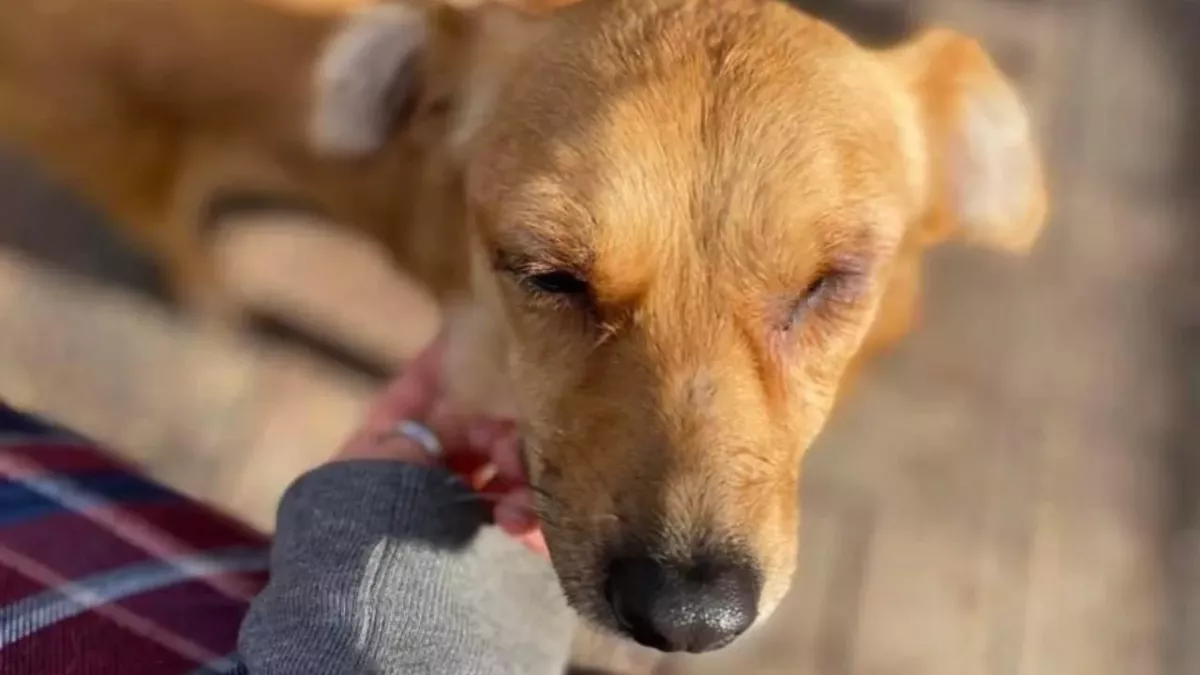 One-eyed dog who was tortured ‘all her life’ seeks a new home