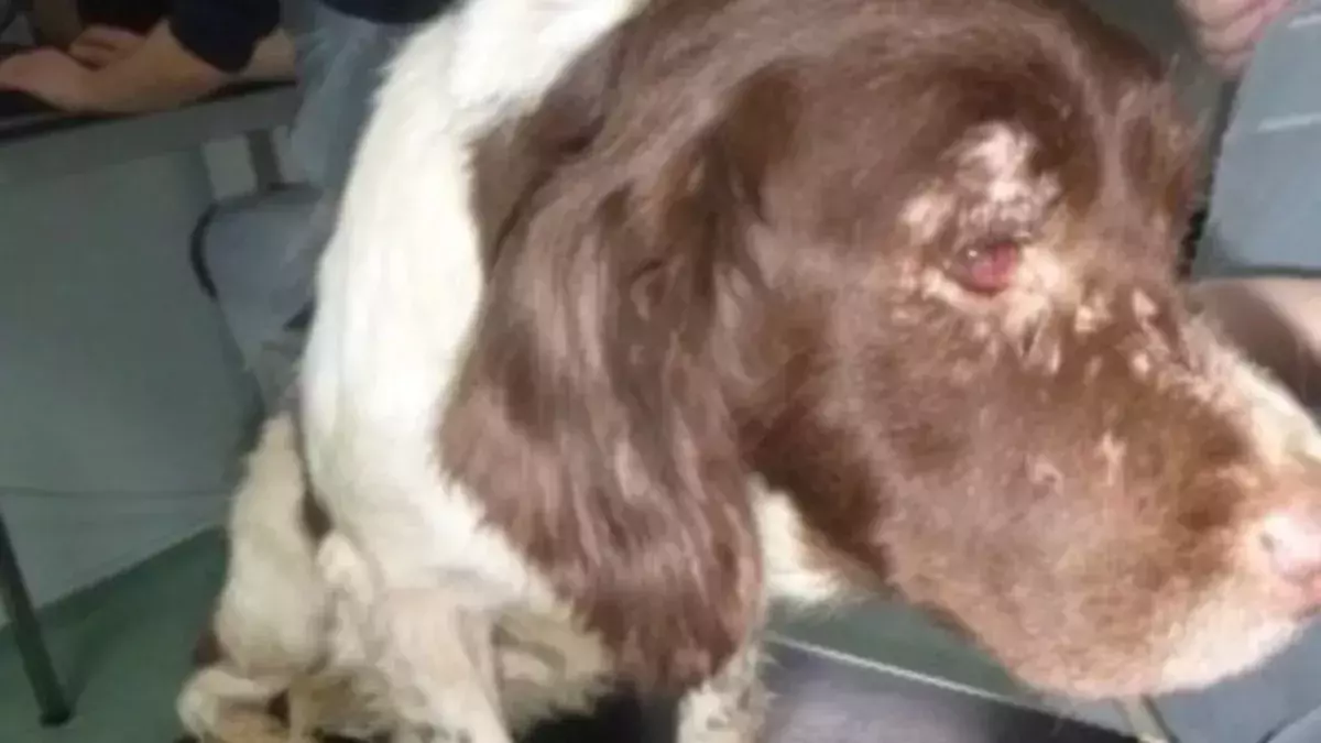 One of the seven dogs abandoned from a van