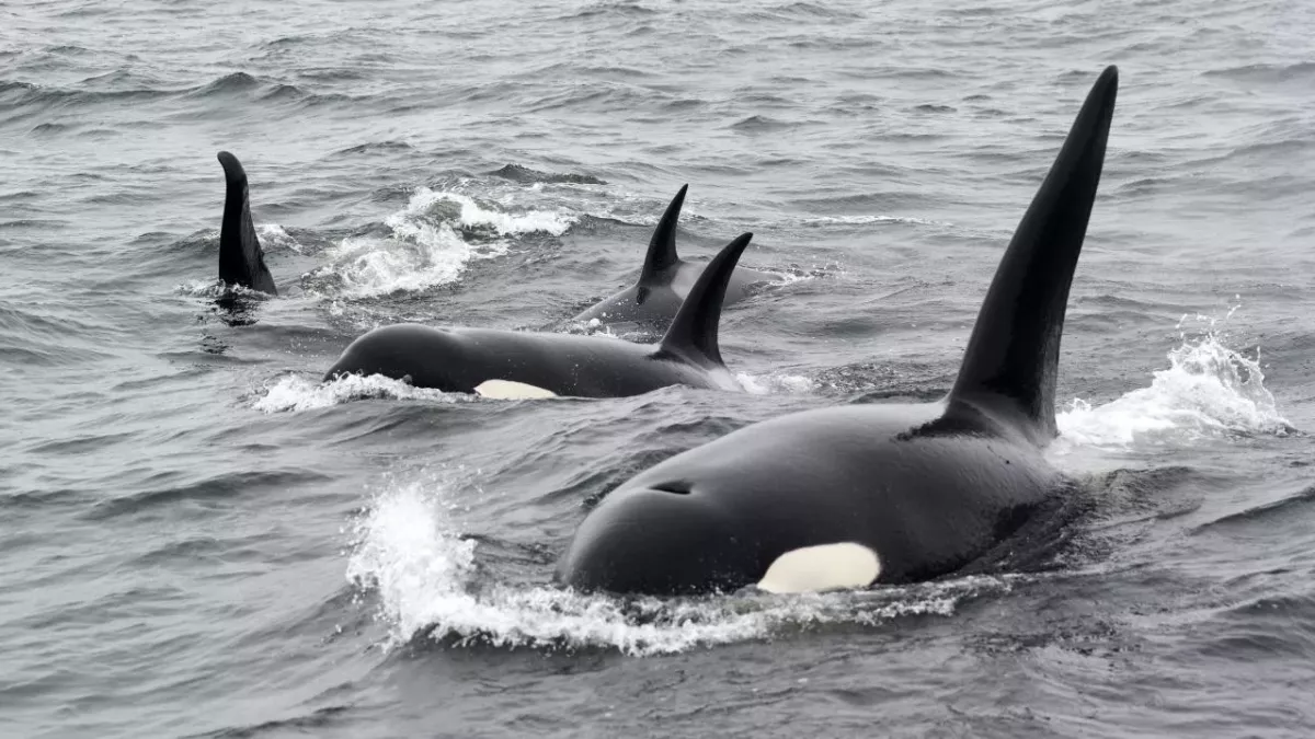 Orcas have been attacking sailboats in Europe