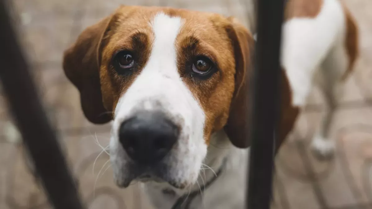 Outrage as a dog was found chained to a pole and abandoned in 'freezing' cold