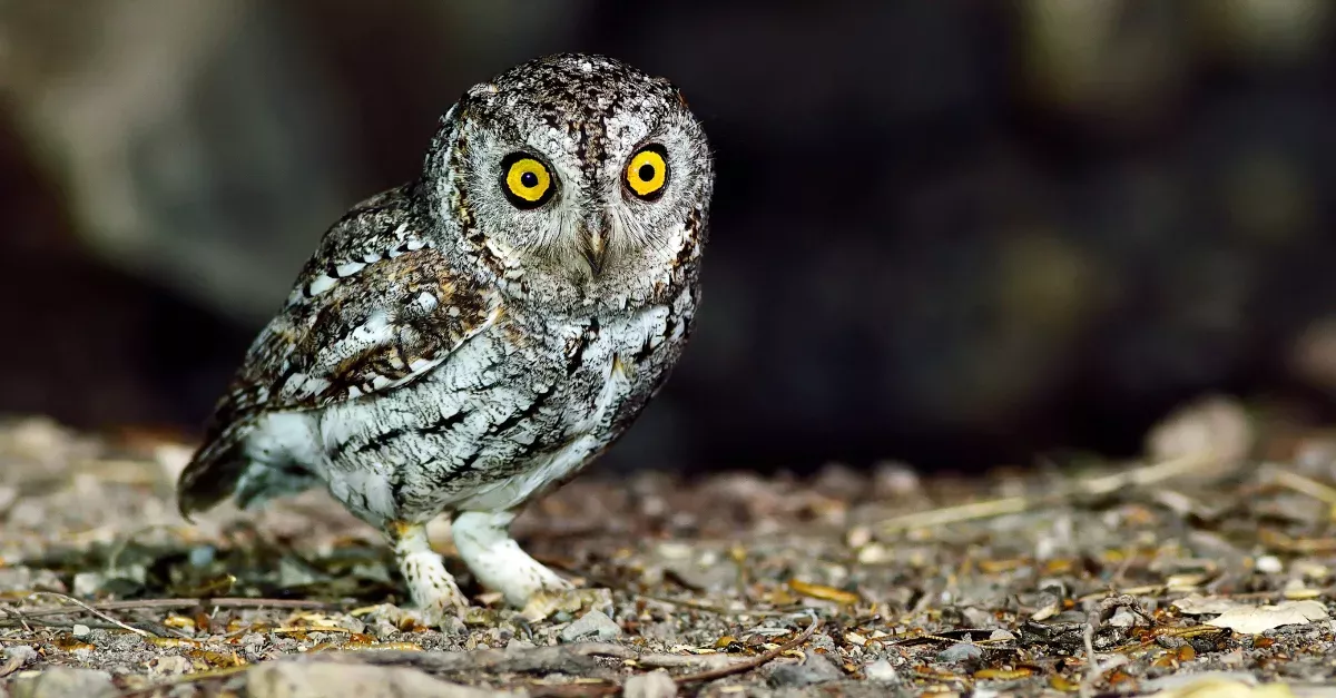 This Owl Had To Lose Weight To Fly