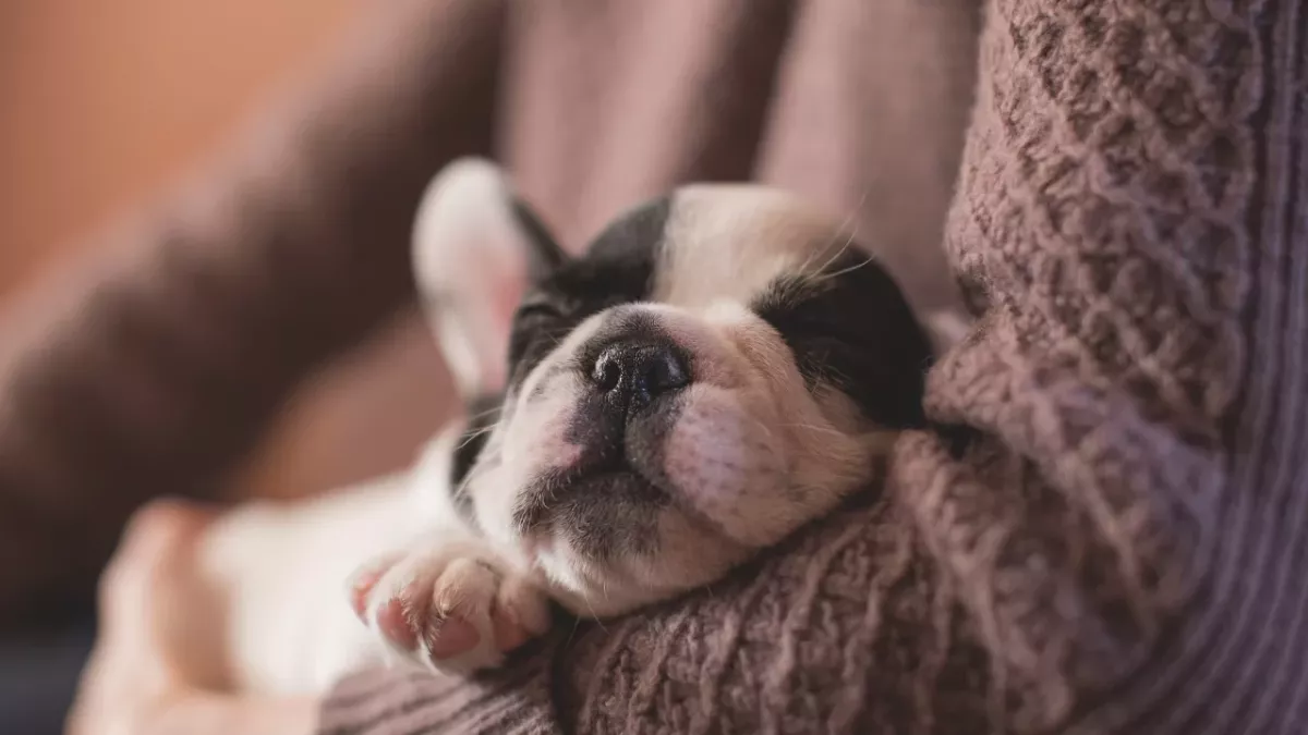 The owner neglected the pup to the point where the vets had to take a heartbreaking decision 