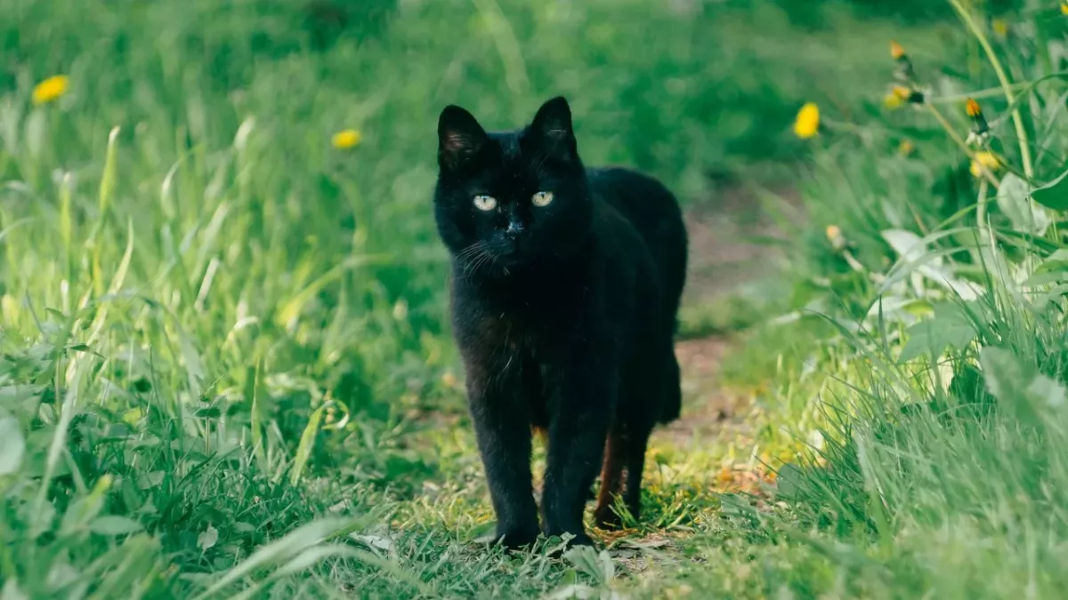 Owner’s heartbreak as a family cat is killed by firework ahead of Bonfire night 