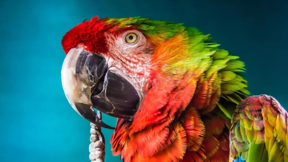 parrot