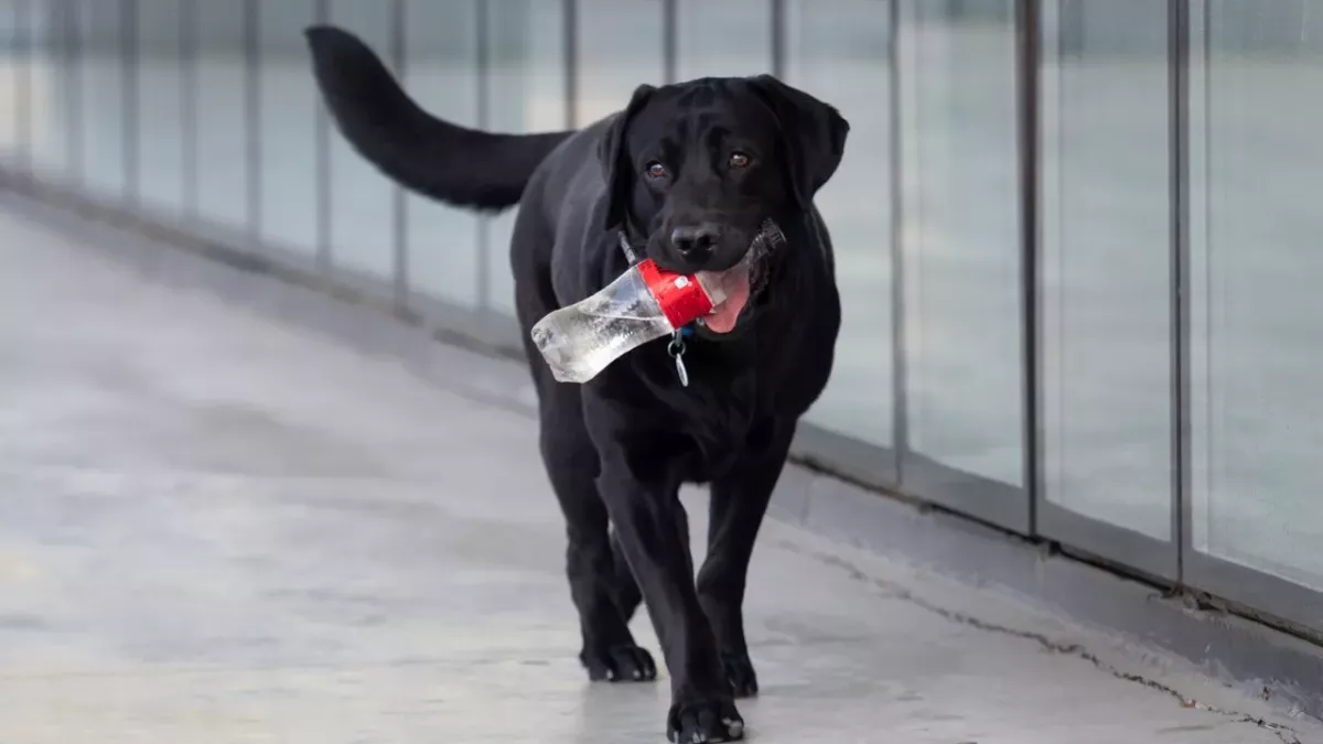 A passenger dumped his puppy right at the airport but then something unexpected happened 