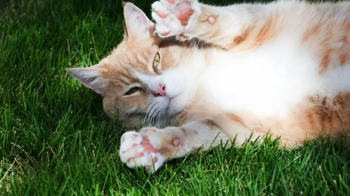 Paw communication: Here's what your cat is trying to tell you with their paws