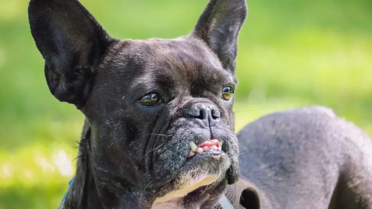 People in shock as an animal shelter tells the truth about this ‘100% jerk’ abandoned dog