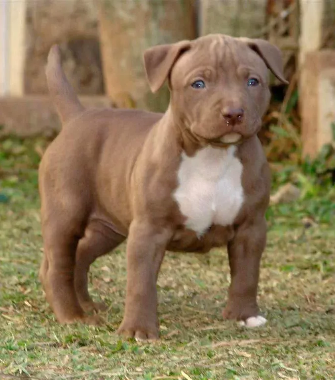 The Pit Bull was first bred in the 19th century.