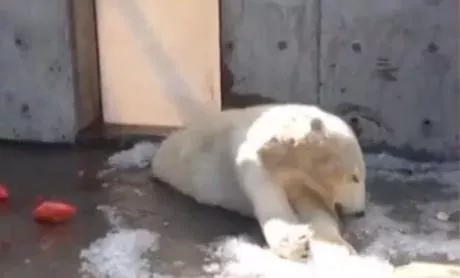 This polar bear at a Utah zoo has sparked quite the controversy.